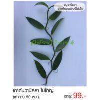 ( Pro+++ ) คุ้มค่า เถาต้นวานิลลา สายพันธุ์แพลนนิโฟเลีย (Planifolia Vanilla Orchid Vine) (ใบใหญ่) ความยาวเถา 50 ซม. ตัดยอดเพื่อชำและรอแทงราก ราคาดี พรรณ ไม้ น้ำ พรรณ ไม้ ทุก ชนิด พรรณ ไม้ น้ำ สวยงาม พรรณ ไม้ มงคล