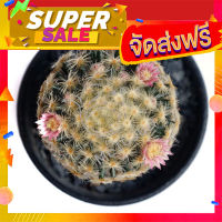 ส่งฟรี เมล็ด Mammillaria schiediana แมมขนนกเหลือง โปรโมชั่น เก็บปลายทาง