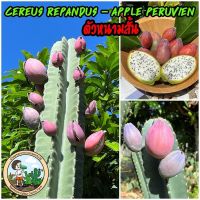 เมล็ดจามาคารูหนามสั้น Cereus Repandus หรือ Apple Peruvian แอ๊ปเปิ้ลเปรูเวียน หนามสั้น รสชาติหวานหอมอร่อยละลายในปาก เพาะเมล็ด 3-4 ปีเริ่มติดผล