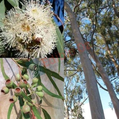 เมล็ดพันธุ์ ยูคาลิปตัสบอนไซ Eucalyptus citriodora lemon scented gum 10 เมล็ด เมล็ดพันธุ์นำเข้าจากอังกฤษ