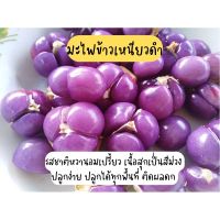 ( PRO+++ ) โปรแน่น.. ต้นมะไฟ พันธุ์ข้าวเหนียวดำ สูง 60 ซม.++ ราคาสุดคุ้ม พรรณ ไม้ น้ำ พรรณ ไม้ ทุก ชนิด พรรณ ไม้ น้ำ สวยงาม พรรณ ไม้ มงคล