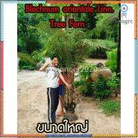 ทรีเฟิร์นประดับ Blechnum orientale Linn. เฟิร์นสวย ขุดต้นกอพร้อมราก สินค้ามีจำนวนจำกัด