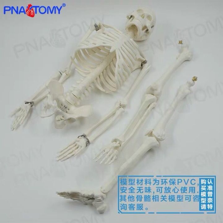 simulation-model-of-whole-body-skeleton-skeleton-skeleton-spine-small-removable-bending-medical-teaching-yoga-bonesetting