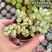 HOTอันดับ1 Cotyledon "Pendens" ไม้อวบน้ำ กุหลาบหิน Cactus&amp;Succulent ส่งทั่วไทย ต้นไม้ ฟอก อากาศ กระถาง ต้นไม้ ไม้ ประดับ ต้นไม้ ปลูก ใน บ้าน