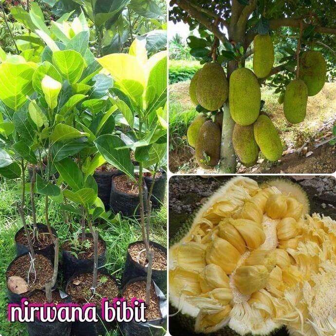 A1 BIBIT BUAH NANGKADAK NANGKA CEMPEDAK ORIGINAL | Lazada Indonesia