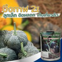 เมล็ดพันธุ์ฟักทองบึงกาฬ21 100 กรัม