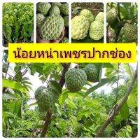 น้อยหน่าเพชรปากช่อง ทาบกิ่ง สูง 60-70 ซม.