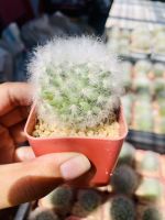 แมมขนแกะ แมมมิลาเรีย ขนแกะ Mammillaria bocasana cv. multilanata หนามบาง ส่งแบบล้างราก