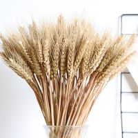 100pcs Real Wheat Ear Flower Natural Dried Flowers For Wedding Party Decoration DIY Craft Scrapbook Home Decor Wheat Bouquet