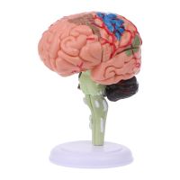 เครื่องมือการสอนทางการแพทย์กายวิภาคศาสตร์แบบจำลองสมองกายวิภาคมนุษย์ถอดชิ้นส่วนได้4D