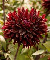 1 หัว/ออเดอร์ รักเร่ Dahlia rhizome สายพันธุ์ Black Jack หัวรักเร่ ดอกไม้ หัวหน่อ เหง้า นำเข้า เนเธอร์แลน หัวสดใหม่