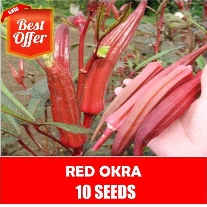 Red Okra Seeds Vegetable Seeds Lazada PH