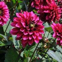 รักเร่ Dahlia Bulb สายพันธุ์ Purple Haze 1 หัว/ออเดอร์ หัวรักเร่ ดอกไม้ หัวหน่อ เหง้า นำเข้า เนเธอร์แลน หัวสดใหม่