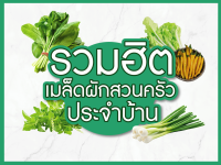 รวมฮิตเมล็ดพันธุ์ผักสวนครัวประจำบ้าน ปลูกง่าย โตไว  ?ร้านเปิดใหม่ สินค้าราคาคุ้มค่าได้มาตรฐาน? ✅อัตราการงอกและรอดสูง✅