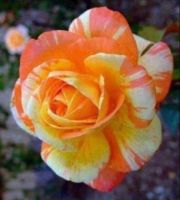 30 เมล็ด เมล็ดพันธุ์ กุหลาบ สตาร์แอนด์สไตร้พส์ Tiger Striped Rose Seeds สี ส้ม-ขาว ดอกใหญ่ นำเข้าจากต่างประเทศ พร้อมคู่มือ เมล็ดสด ใหม่