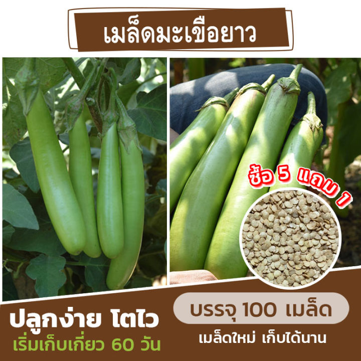 เมล็ดพันธุ์-มะเขือยาว-แบ่งขาย-100-เมล็ด-ซื้อ-5-แถม-1