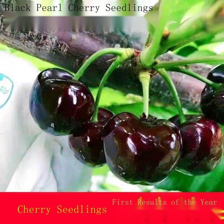 Cherries fruit planting large cherry authentic south small cherry fruit