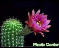 ( Pro+++ ) สุดคุ้ม (maohz) เพชร แคคตัส cacuts Echinopsis spachiana Seeding ไม้เมล็ด อีชินอปซิส สเปเชียน่า/เพรชดอกสวย ราคาคุ้มค่า พรรณ ไม้ น้ำ พรรณ ไม้ ทุก ชนิด พรรณ ไม้ น้ำ สวยงาม พรรณ ไม้ มงคล