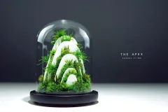 The Fruiting Body Alpha - Microcosm Collection, Preserved Moss Terrarium