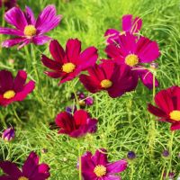 ดาวกระจายแดง?ถูกที่สุด10บ. ?เมล็ดพันธุ์ดาวกระจายแดง 30 เมล็ด?Red Cosmos? สวย แปลก ☘️หายาก ☘️งอกไว ดอกดก