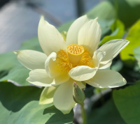 5 เมล็ดพันธุ์ บัว สายพันธุ์ JINLING ELITE LOTUS SUNNY YELLOW สีเหลือง เพาะปลูกและเก็บเมล็ดในไทย ขยายพันธุ์ในไทยได้ สายพันธุ์นิยมปลูกที่สุดในโลก