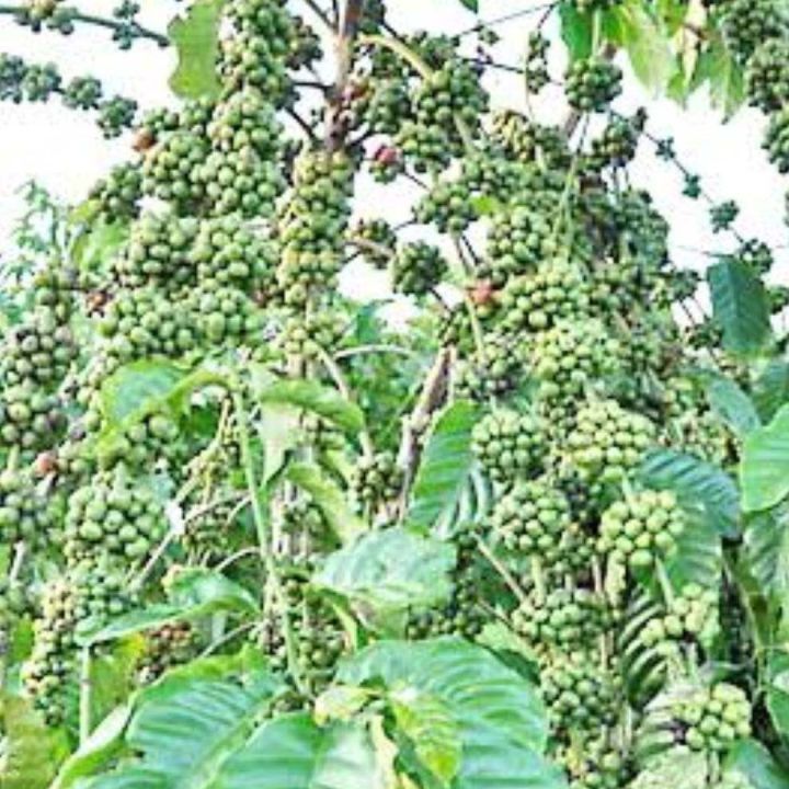 ต้นกาแฟโรบัสต้าพันธุ์ชุมพร84-4-ต้นพันธุ์กาแฟ-ก้านยาว-ผลดก-ให้ผลผลิตใว-ต้นสูง60-70cm-3ต้น-1ชุด