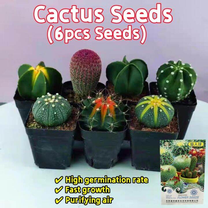 100 Original Random Cactus Seeds for Sale (Fresh 6pcs Seeds) 仙人掌 仙人球种子