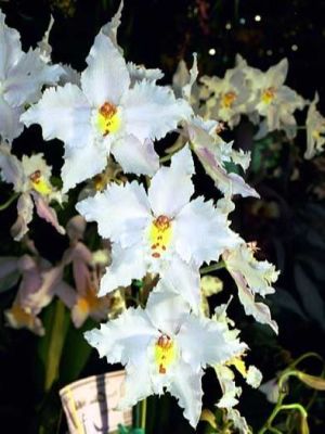 18 เมล็ดพันธุ์ เมล็ดกล้วยไม้ กล้วยไม้ โอดอนโทกลอสซัม (Odontoglossum Orchids) Orchid flower seeds อัตราการงอกสูง 70-80%
