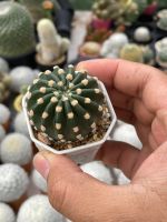 อิชินอปซิส Echinopsis ดอกสีขาว 3-5 cm แคคตัส กระบองเพชร จัดส่งทั้งกระถาง ราคาเบาๆ