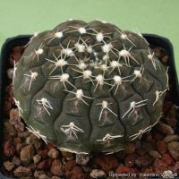เมล็ดพันธุ์ ยิมโนจานบิน Gymnocalycium ragonesei 10 เมล็ด แคคตัส กระบองเพชร Cactus