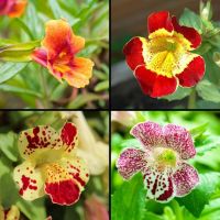 เมล็ดพันธุ์ มิมิวลัส / ไทเกอร์ มังกี้ mimulus tigrinus tiger monkey 400 เมล็ด เมล็ดพันธุ์จาก อังกฤษ