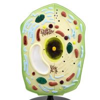 QH plant cell model of biomedical model experiment the anatomy of the science and education instruments