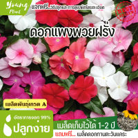 เมล็ดพันธุ์ดอกแพงพวยฝรั่ง จำนวน 10 เมล็ด อัตราการงอก95% ปลูกง่าย โตไว (แถมฟรี เมล็ดดอกทานะตะวันจิ๋ว)