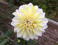 1 หน่อ เหง้า รักเร่ Dahlia Bulb สายพันธุ์ Hollyhill Lemon Ice หัวรักเร่ ดอกไม้ หัวหน่อ เหง้า นำเข้า เนเธอร์แลน หัวสดใหม่