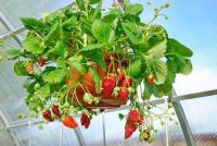 เมล็ดพันธุ์ Garden Seeds Strawberry สายพันธุ์ Fern 50 เมล็ด เมล็ดพันธุ์ Garden Seedsนำเข้าจาก ยุโรป