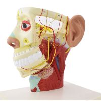 Authentic medical cosmetic neural neural model head skull brain nerve anatomy teaching model