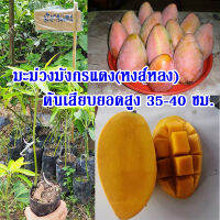 1 ต้น ต้นพันธุ์มะม่วงมังกรแดง(Reddragon Mango) หรือมะม่วงพันธุ์หงส์หลง ต้นเสียบยอดสูง 35-40 ซม.จัดส่งพร้อมถุงเพาะชำ