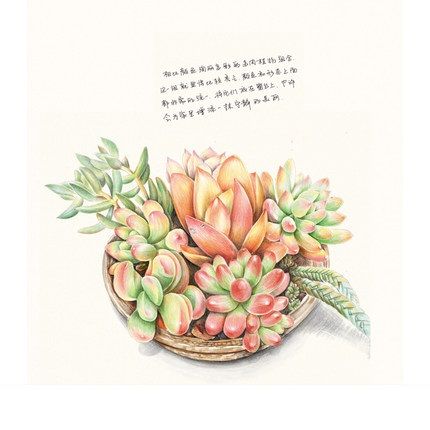 ดินสอจีนสมุดวาดเขียน38ชนิด-succulent-พืชดินสอสีวาดรูปหนังสือศิลปะสำหรับวาดรูป-tutorial-art-book