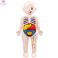 TEQIN 14pcs Human Body Organ Model Diy Assembled Medical Early Education Toys Teaching Aids For Children Gifts