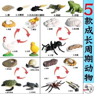 Simulation animal model plastic toys childrens science cognitive growth life cycle frog tadpole turtle hen