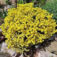 50 เมล็ดพันธุ์ เมล็ด ซักคิวเลนต์ หรือ ไม้อวบน้ำ กระบองเพชร ซีดัม (Sedum) Succulent seeds อัตราการงอก 80-85%