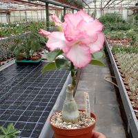 10 เมล็ด. เมล็ดพันธุ์ Seeds ชวนชม สายพันธุ์ไต้หวัน สีชมพู Adenium Seeds กุหลาบทะเลทราย Desert Rose ราชินีบอนไซ มีคู่มือปลูก นำเข้าจากไต้หวัน