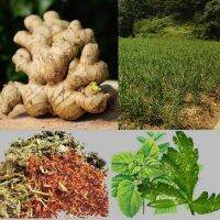 50Pcs Herbal Ginger Patch, Promote Blood Circulation, Relieve Pain