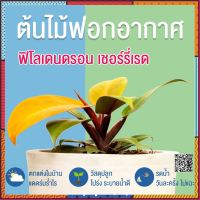 ต้นไม้ฟอกอากาศ ต้นไม้ฟอกอากาศ ฟิโลเดนดรอน เชอร์รี่เรด ต้นไม้ประดับ ต้นไม้จัดสวน สินค้ามีจำนวนจำกัด