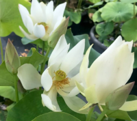 5 เมล็ดพันธุ์ บัว สายพันธุ์ WHITE BUDDHAS HAND สีขาว เพาะปลูกและเก็บเมล็ดในไทย ขยายพันธุ์ในไทยได้ สายพันธุ์นิยมปลูกในอเมริกา