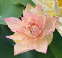 5 เมล็ด บัวนอก บัวนำเข้า บัวสายพันธุ์ Grand Master LOTUS สีชมพู สวยงาม ปลูกในสภาพอากาศประเทศไทยได้ ขยายพันธุ์ง่าย เมล็ดสด