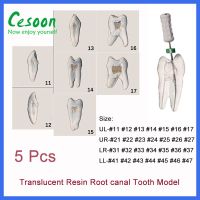 5ชิ้นเล็บปลอมสำหรับฝึกทารากฟันโปร่งแสงสำหรับทันตกรรมสำหรับการฝึกทันตกรรมรากฟันสำหรับทันตกรรมรากฟันเรซินแทนที่ทันตกรรม