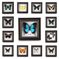 Exquisite butterfly insect specimen handmade gift teaching home decoration wedding birthday gift home collection display jewelry