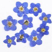 2022 Cheap Do Not Forget Me Flower For DIY Filler Material Plants 1 Lot/200Pcs Free Shipment