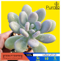 ต้นไม้อวบน้ำ กุหลาบหิน ลูกอมเทา ไข่มุก Pachyphytum oviferum beauty  #succulent #กุหลาบหิน